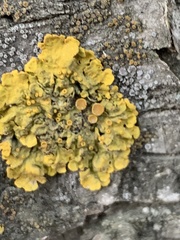 Xanthoria parietina