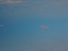 Trachinotus baillonii