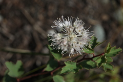 Allium clathratum