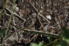 Allium clathratum