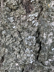 Phaeophyscia orbicularis