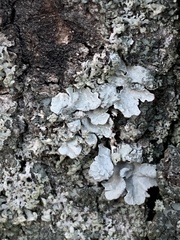 Phaeophyscia orbicularis