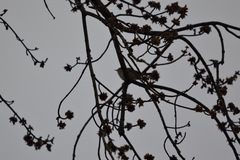 Vireo gilvus