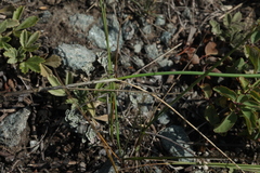 Allium clathratum