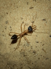 Myrmecia desertorum