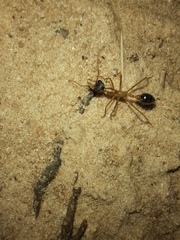 Myrmecia desertorum