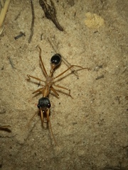Myrmecia desertorum