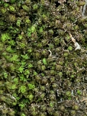 Bryopsida