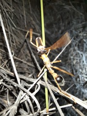 Myrmecia desertorum