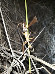 Myrmecia desertorum