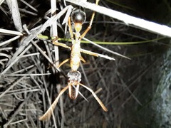 Myrmecia desertorum