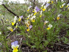 Viola hymettia