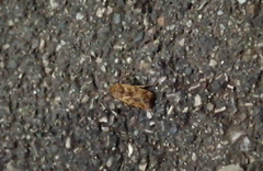 Cryptocala chardinyi