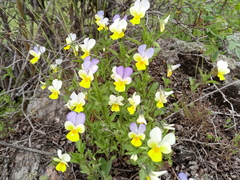 Viola hymettia
