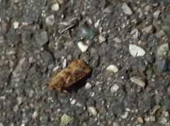 Cryptocala chardinyi