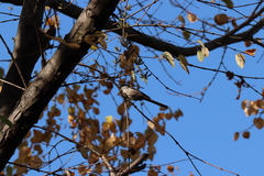 Aegithalos caudatus trivirgatus