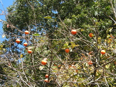 Diospyros