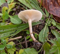 Clitocybe agrestis