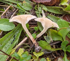 Clitocybe agrestis