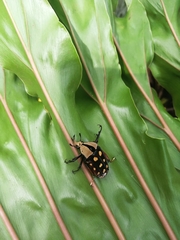 Mecynorhina passerinii