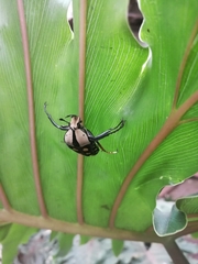 Mecynorhina passerinii