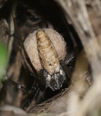 Euprosthenops australis