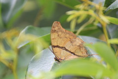 Polyura zoolina