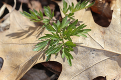 Perideridia americana