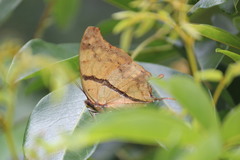 Polyura zoolina