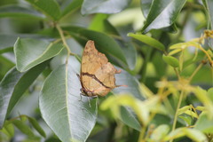 Polyura zoolina