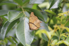 Polyura zoolina