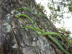 Lepismium lumbricoides