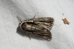 Sympistis badistriga