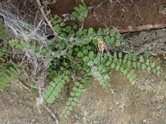 Asplenium trichomanes
