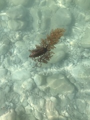 Lethocerus patruelis