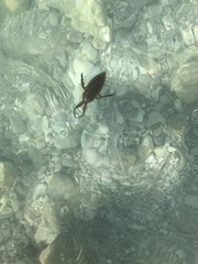 Lethocerus patruelis