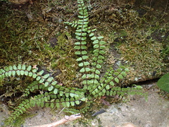 Asplenium trichomanes