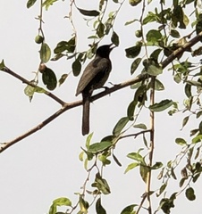 Pycnonotus barbatus