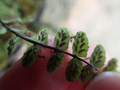 Asplenium trichomanes