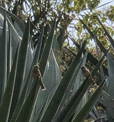 Passer domesticus