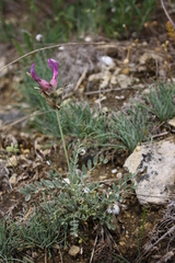 Astragalus vesicarius