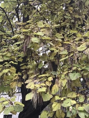 Catalpa bignonioides