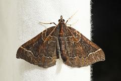 Eulithis flavibrunneata
