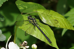 Stenogomphurus rogersi