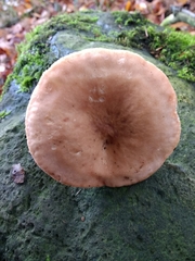 Lactarius subdulcis
