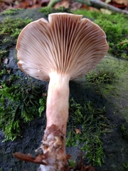 Lactarius subdulcis