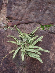 Asplenium trichomanes
