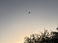 Ardea cinerea