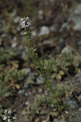 Veronica pinnata