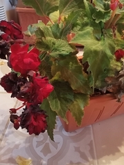 Begonia × tuberhybrida